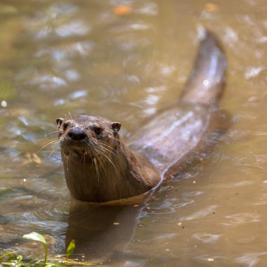 European otter in water clipart