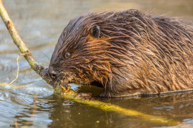 Eurasian beaver eating from a branch clipart