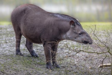 Güney Amerika tapiri