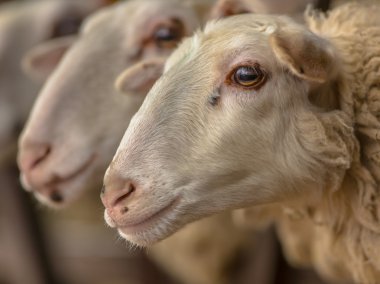 Bentheimer koyun kafa