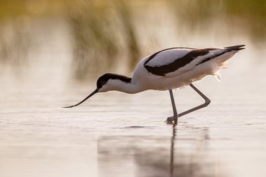 Alaca kılıçgaga sığ suda gölet ve göllerde