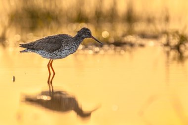Geri ortak Redshank yaktı