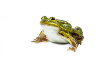 Havuzu kurbağa beyaz