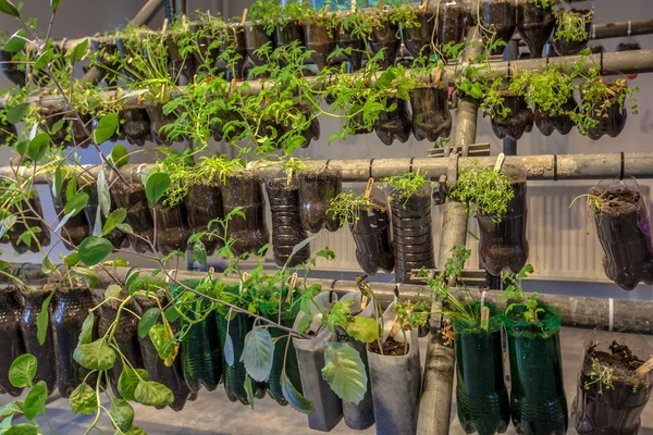 Jardim de legumes de cestas penduradas — Fotografia de Stock