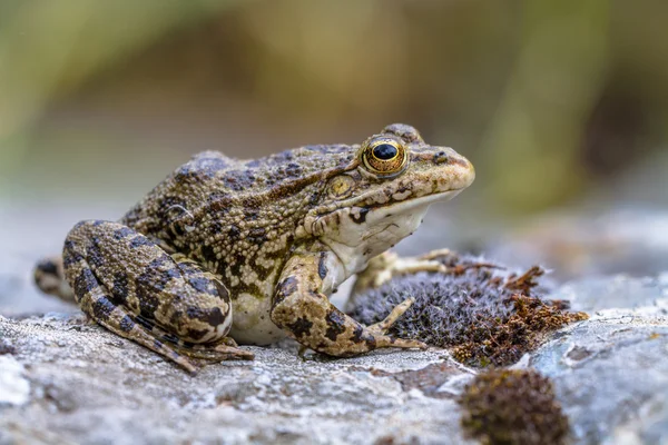 Südeuropäischer levantinischer Wasserfrosch — Stockfoto