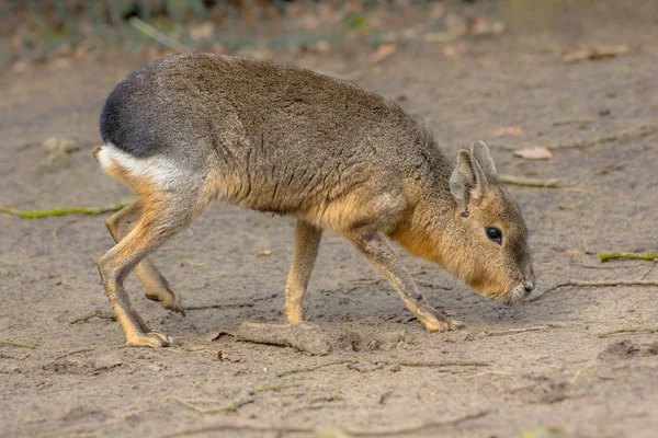 Patagonian mara looking for food — Stock Photo, Image