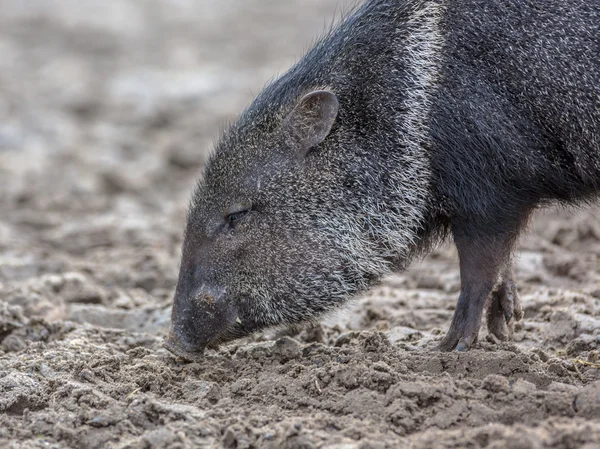 Pecarí con cuello en busca de comida — Foto de Stock