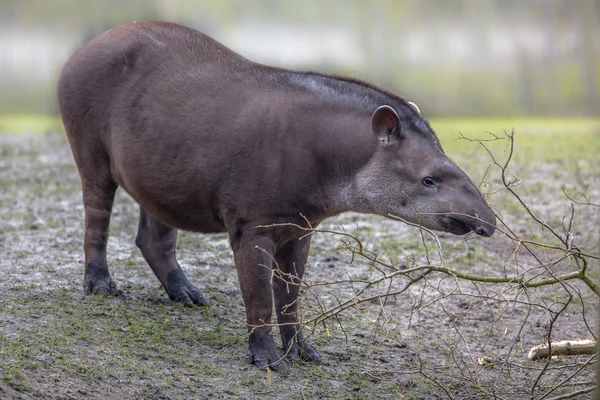 Sydamerikanska tapir — Stockfoto