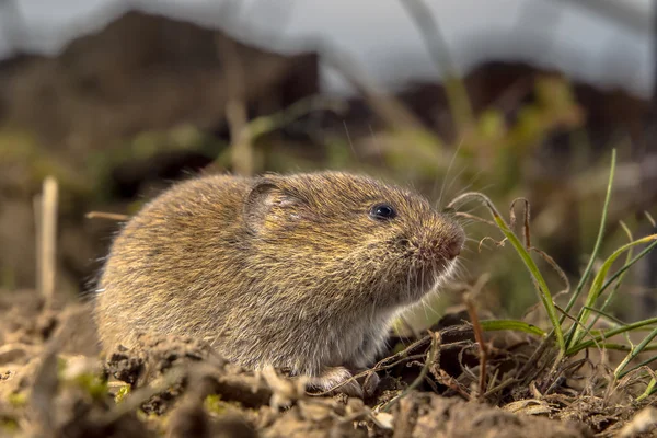 Common Vole in a field — Stock Photo, Image