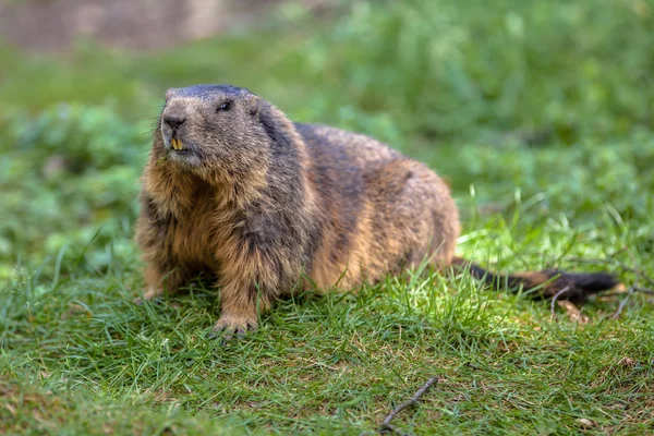 Alpine marmot in grass — Stock Photo, Image