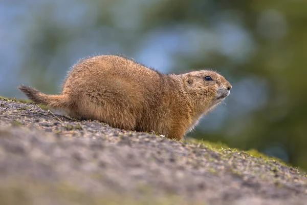 Black-tailed prairie dog — Stock Photo, Image