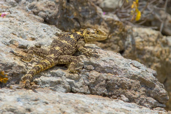 Opalování a koupání agama — Stock fotografie