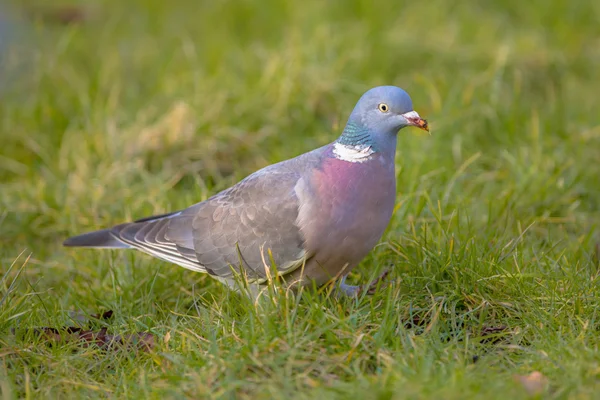 Common Wood Pigeon in grass — Stock Photo, Image