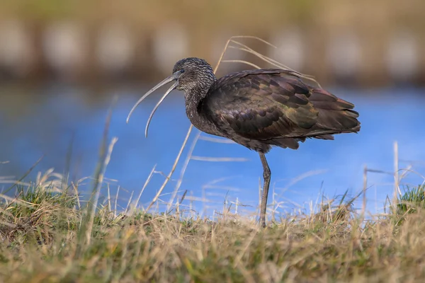 Hochglanzibis (plegadis falcinellus) am Wasserrand — Stockfoto