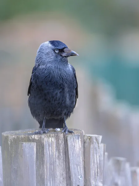 Western Jackdaw buscando —  Fotos de Stock