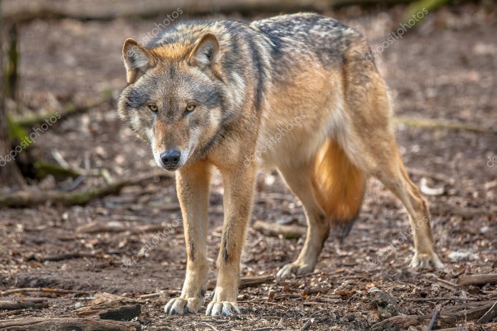 Frowning Grey Wolf — Stock Photo © CreativeNature #90443898
