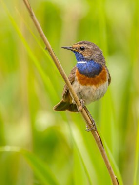 Erkek Bluethroat arıyorsunuz