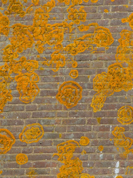 Orange Crustose lichen — Stock Photo, Image