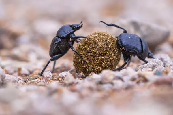 Zwei Verstopfung Mistkäfer — Stockfoto