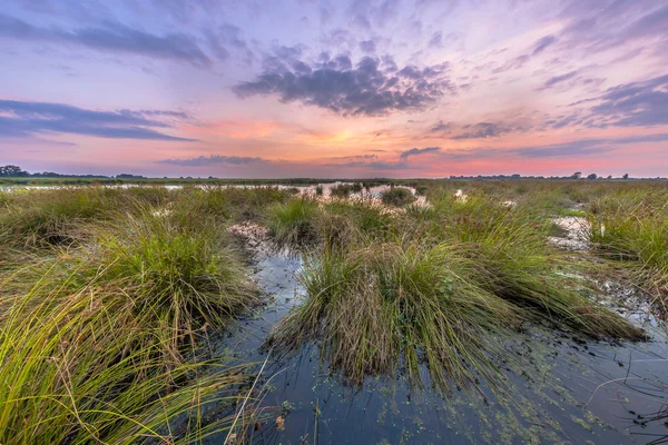 Marsh landscape with pastel colors — Stok fotoğraf