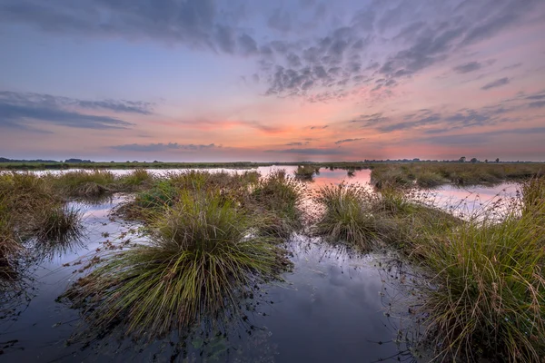 Landscape image of Wetland — стокове фото