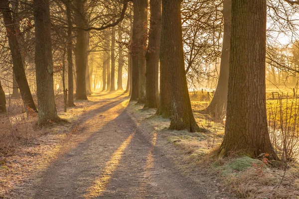 Misty Tree Lane in february — Stockfoto