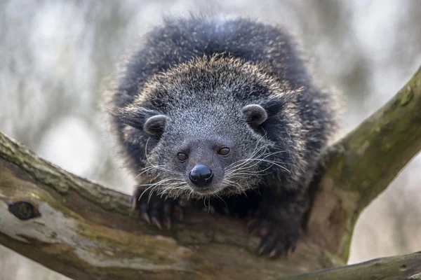 Gros plan d'un binturong ou d'un chat ours — Photo