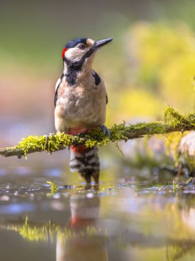 Woodpecker water reflection