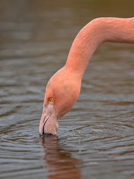 Hlava plameňák — Stock fotografie