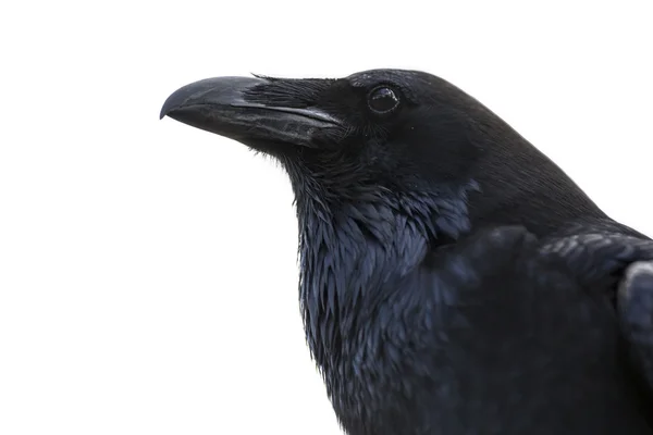 Retrato de un cuervo negro — Foto de Stock