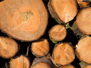 taze odun kesme