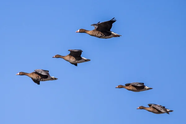 Zuggänse auf dem Weg zur Landung. — Stockfoto