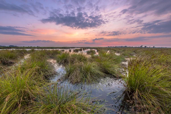 Пастельно-цветные водно-болотные угодья — стоковое фото