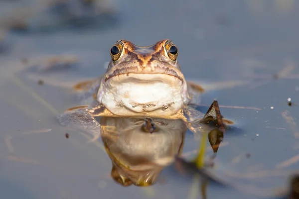 Uparty żaba głowa widok — Zdjęcie stockowe