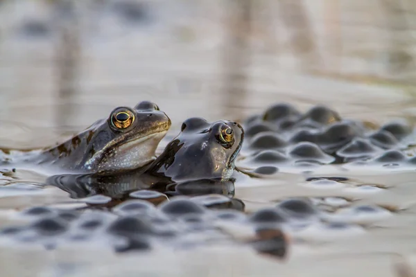 Pair of common frogs  with spawn — Stock Photo, Image