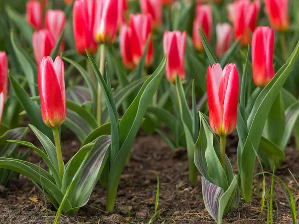 Blommande Röda tulpaner — Stockfoto