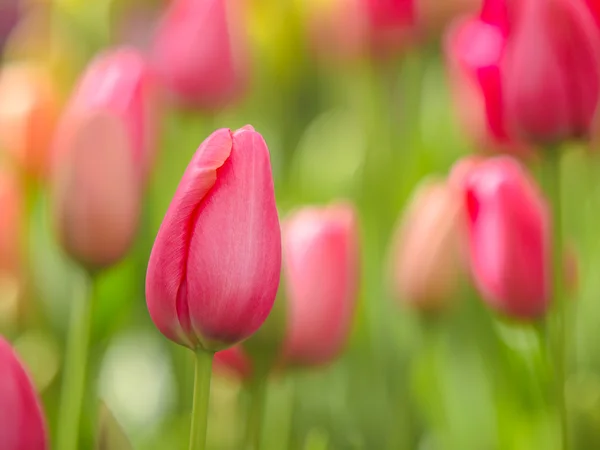 Keukenhof colorido Tulipas — Fotografia de Stock