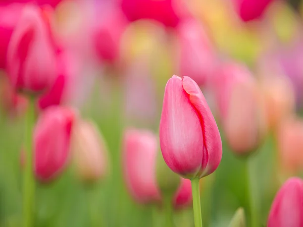 Pink Keukenhof Tulips — Stock Photo, Image