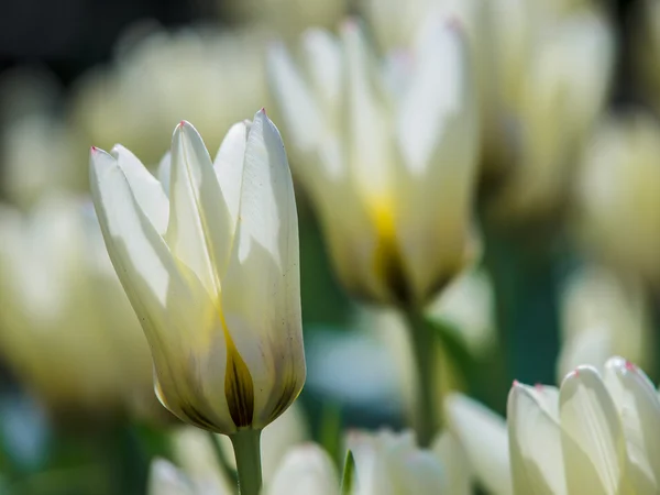 White tulips with backlight — Stock Photo, Image