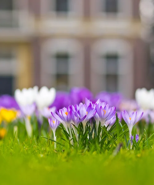 Violet crocus in a field of spring flowers — Stock Photo, Image