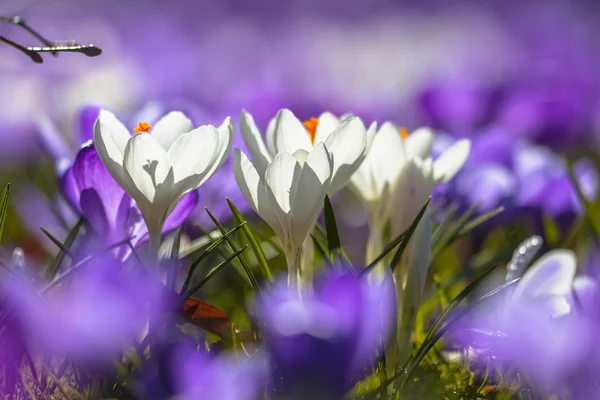 Biały crocusses kwitnący w polu fioletowe kwiaty — Zdjęcie stockowe