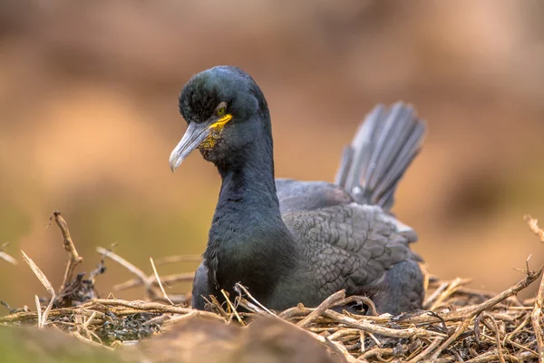 Buchfinkenvogel — Stockfoto