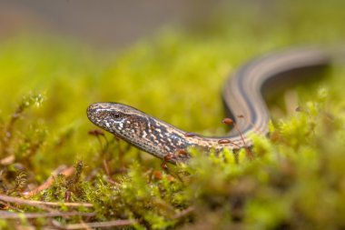 Moss üzerinde sürünen yavaş solucan