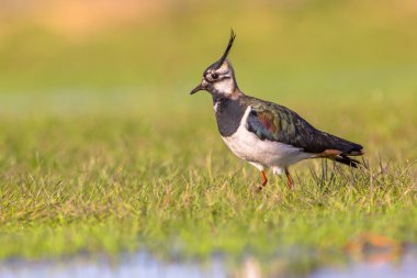 Male Northern lapwing in wetland habitat clipart