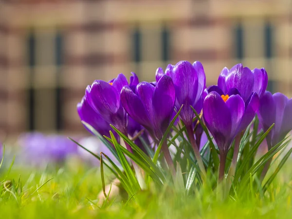 Gruppo di croco viola in fiore — Foto Stock