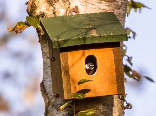 Caja de anidación con pájaro dentro — Foto de Stock