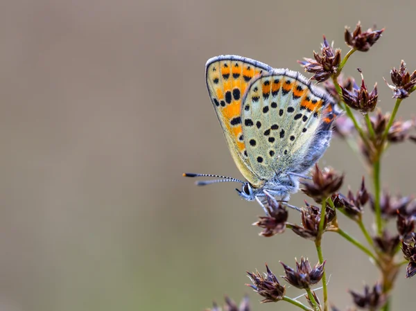 Sooty cobre en las flores de la fiebre — Foto de Stock