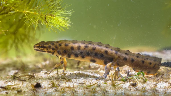 Gemeiner Molch unter Wasser — Stockfoto