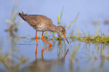 Ortak Redshank wader kuş