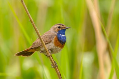 Erkek Bluethroat Reed